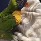 لوري رينبو