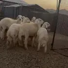 طليان