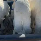 طليان حريه السن 5 شهور الصحه سليمه عدد 4