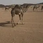 قعود اصيل جاهز لتدريب