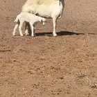 والد سنها رباع معها رخل عمرها 20يوم كلشي سلم