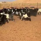 تيوس فاخره مخاصي