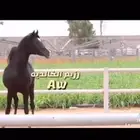 مهرة دهما فاخره قطعه ملكيه