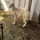 رفيديه مهجنه بحري