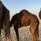 للبيع قعود مجهم سمين