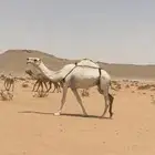 ضريبه وضحا طيبه