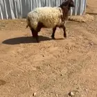 رخل نعيميه جذعه فل شحم (تميمه)