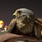 هاذا الطير للبيع.