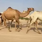 بكره حمرا ككفو وطيبه ساسه على غرنوق والبكره طيبه