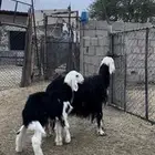 نجديه