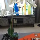 طاولة