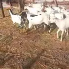 تيوس ذبايح