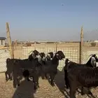 معزا دفيع شرط الخرج