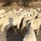 غنم حريات