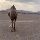 القحات حمر ومجهم ملاقي