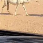 البيع القحه وضحاء طيبه