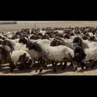 غنم نعيم صنف الصنف .
