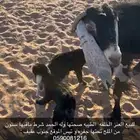 عنز طيبه مرويه عيالها تحتها تيس و جفره