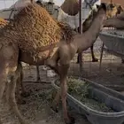 قعدان للبيع