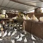 حمام فرنسي للبيع