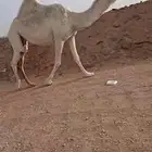 لقحه وضحا