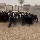 تيوس عوارض للبيع