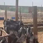 ذبايح تيوس عوارض بلدي