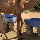 قعودين طيبه جدا الموقع غرب الافلاج ويوجد توصيل لشاري