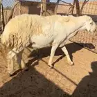 فحل صنف مشروط