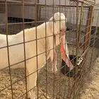 تيس فحل ابيض جرم ناهي ومنتج