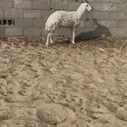 حرشا ثنيه طيبه