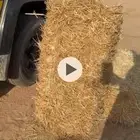 تبان بار نعم