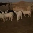 رخال مراح