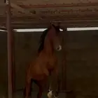 مهر شععبي