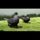 حمام