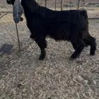 تيس فحل عارضي