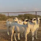 جفار بيشيات