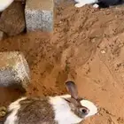 ارانب بلدي للبيع