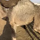 حواره شحم تحت أمها