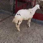 طلي جبر ذبيحه فل شحم