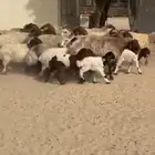 رغايث نعيم صنف