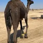 ناقه رباع او سديس ولقحه في شهرين طبعه زين وا مبروكه وهاديه