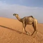 قعود الشقح كفو