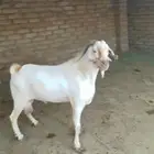 تيس بيشي فحل للبيع