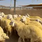 رخال جذعات كفو ( تم البيع )