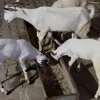 ثنتين غنم مناتيج