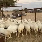 ضان دفع
