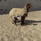 نعيمه رغوث جرم