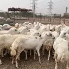 رخيل بلدي