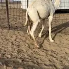 قعود للبيع